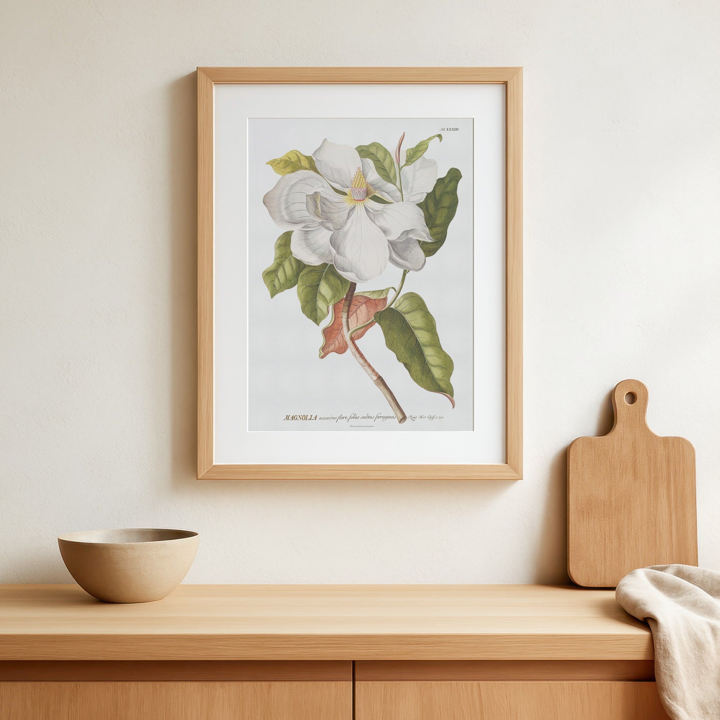 Vintage Southern Magnolia Botanical Print – 1754 Plantae Selectae Illustration