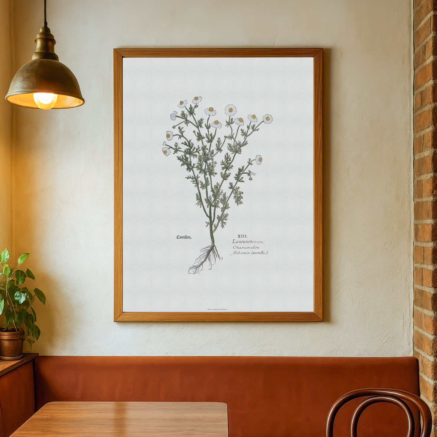 Chamomile (Matricaria chamomilla) Botanical Poster - Fuchs' New Kreüterbuch Print