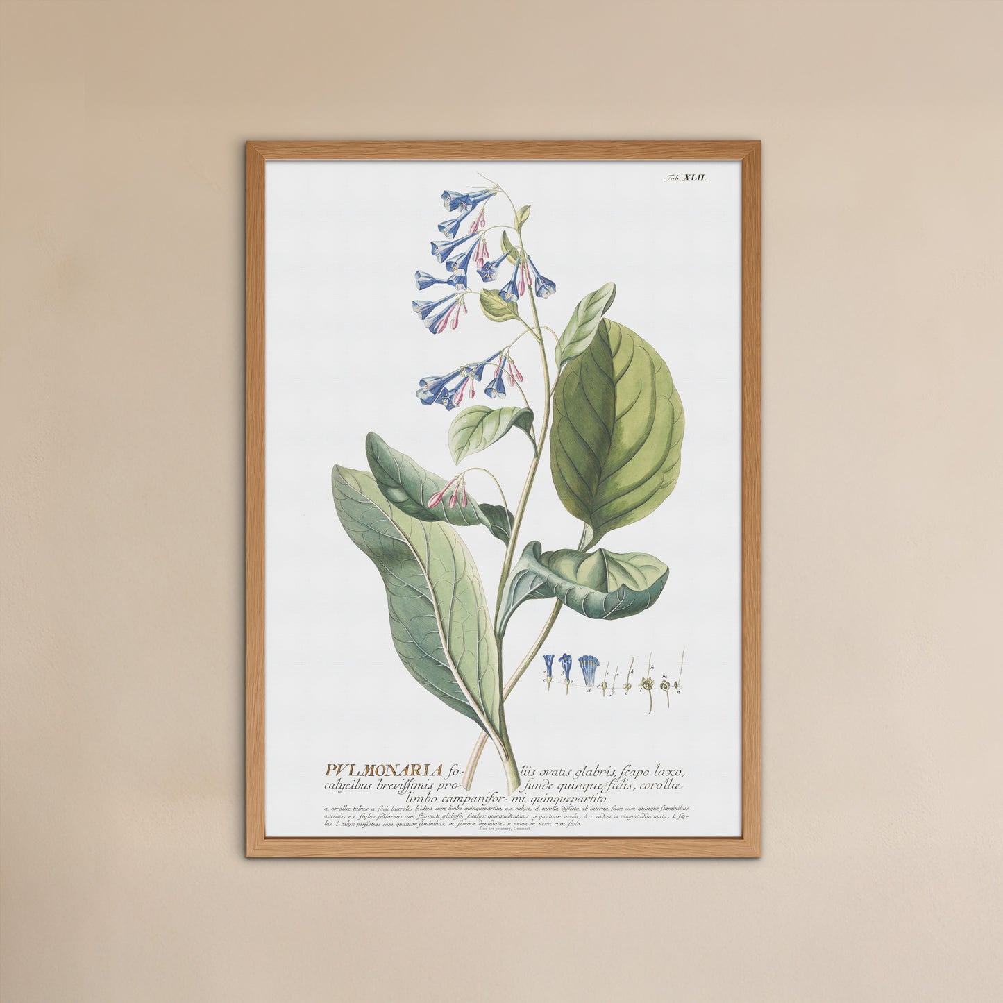 Vintage Virginia Bluebells - 1756 Botanical Print from Plantae Selectae