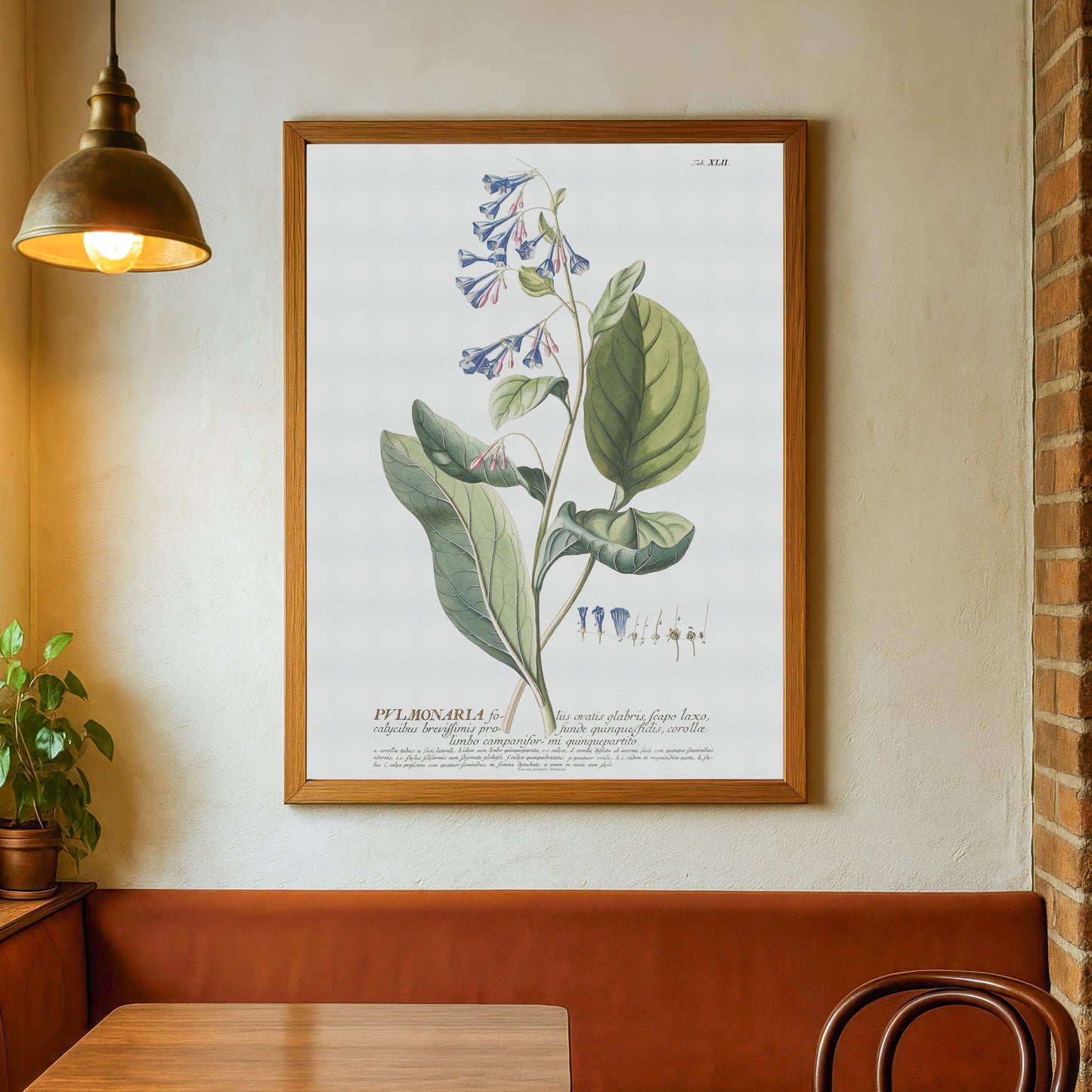 Vintage Virginia Bluebells - 1756 Botanical Print from Plantae Selectae