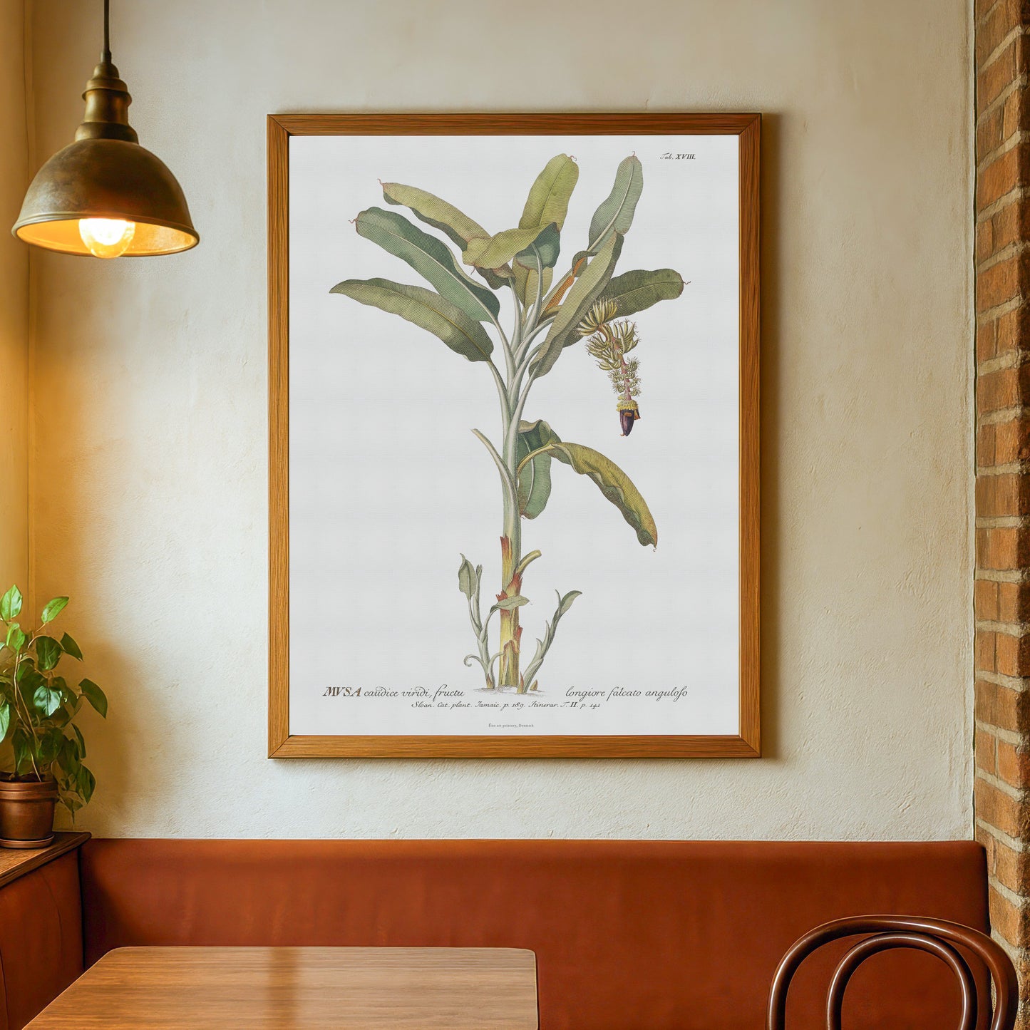 Vintage Banana Plant Botanical Print – 1751 Plantae Selectae Illustration