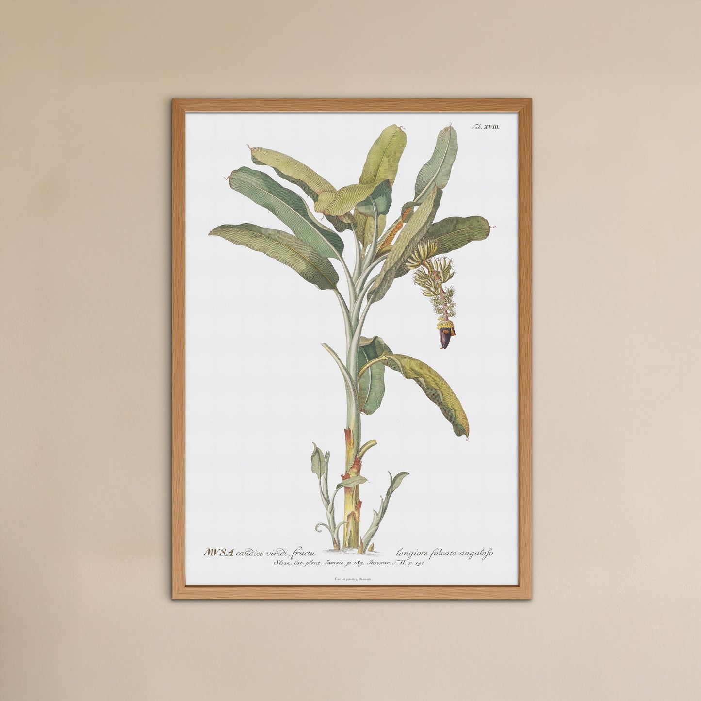 Vintage Banana Plant Botanical Print – 1751 Plantae Selectae Illustration