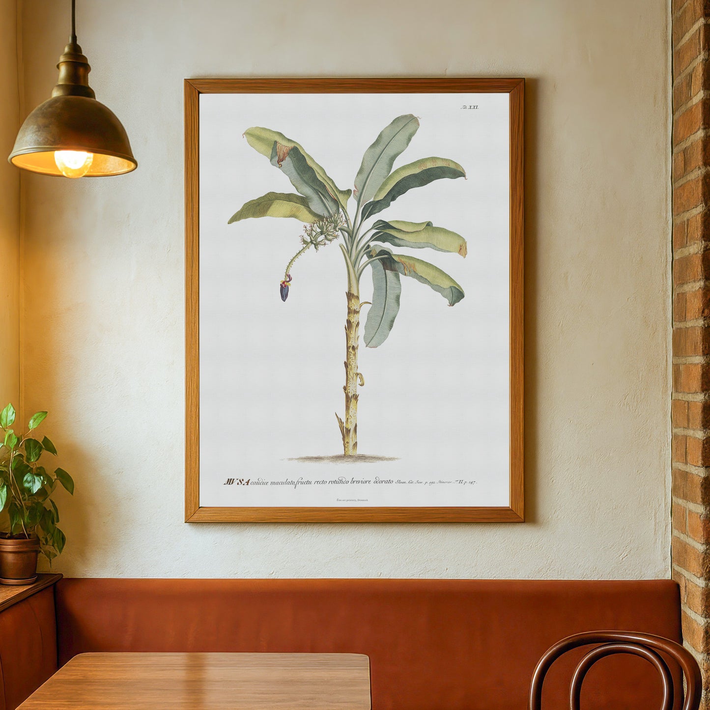 Vintage Banana Plant Botanical Print – 1752 Plantae Selectae Illustration