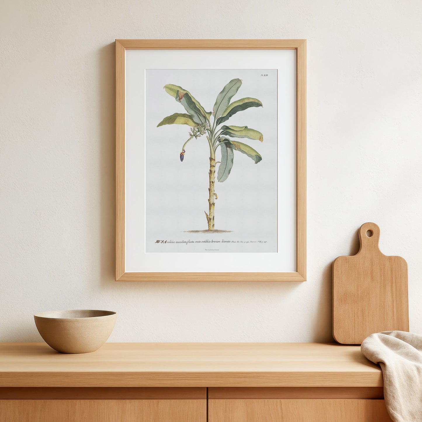 Vintage Banana Plant Botanical Print – 1752 Plantae Selectae Illustration
