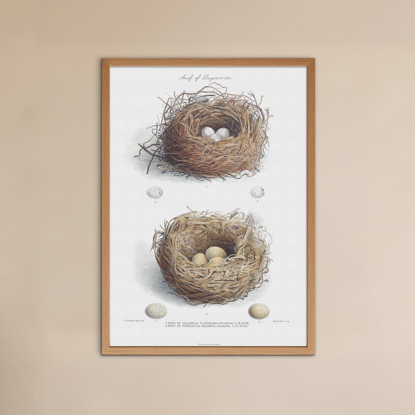 Vintage Nests & Eggs Print - Laysan Finch & Laysan Rail from The Avifauna of Laysan (1893)