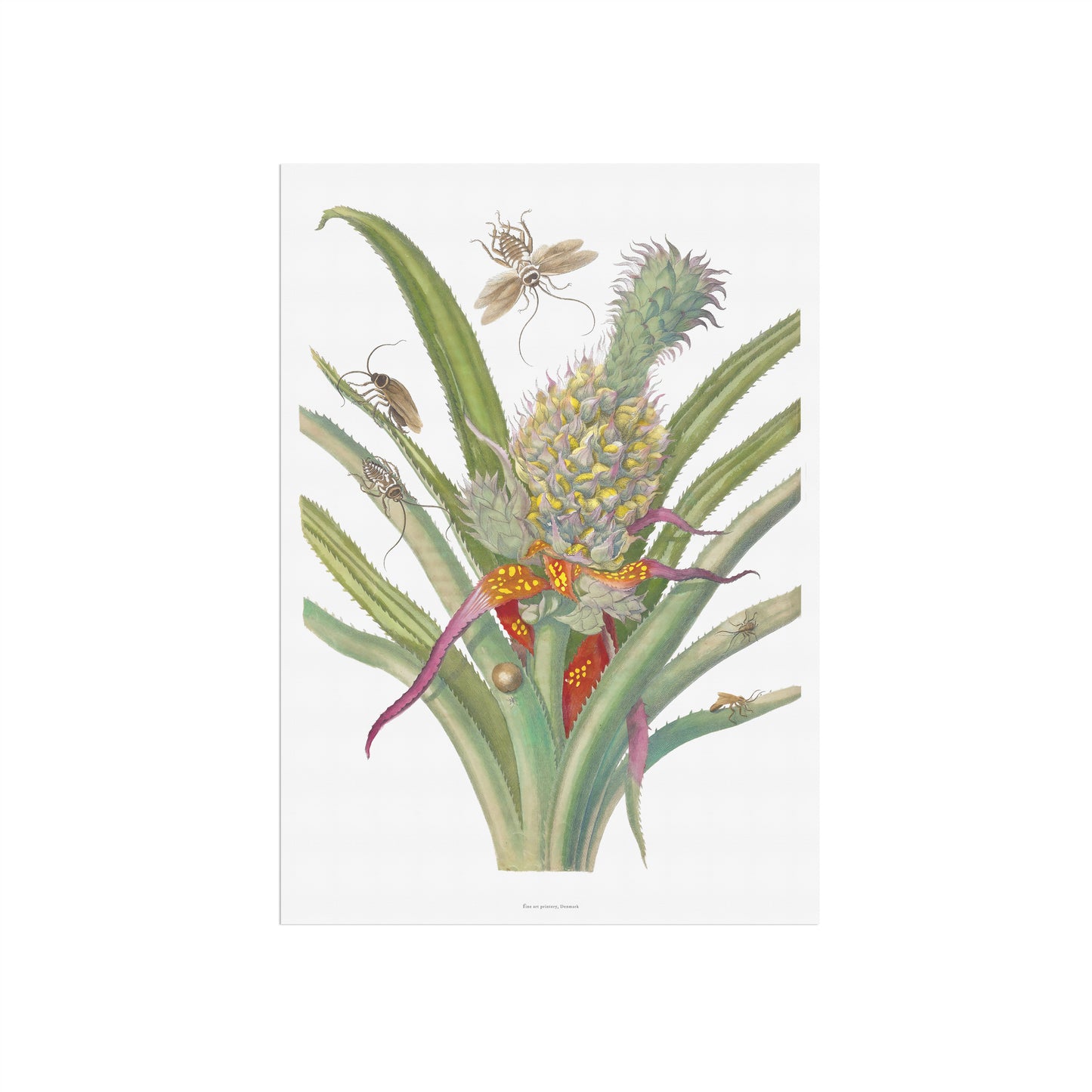 Vintage Pineapple & Cockroaches Poster - Maria Sibylla Merian Art