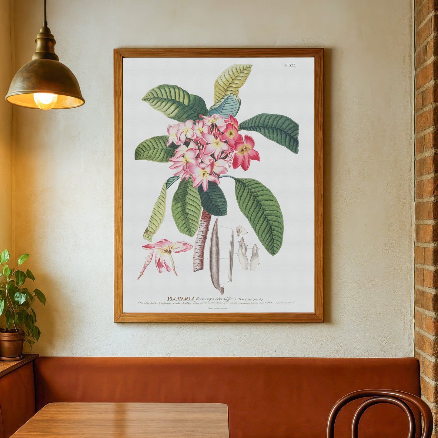 Vintage Plumeria rubra Botanical Print – 1756 Plantae Selectae Illustration