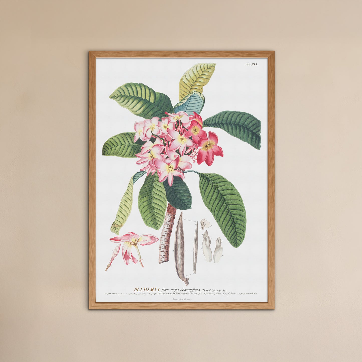 Vintage Plumeria rubra Botanical Print – 1756 Plantae Selectae Illustration