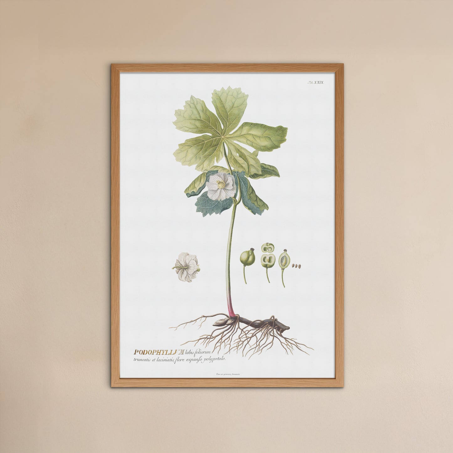 Vintage Podophyllum peltatum Botanical Print – 1752 Plantae Selectae Illustration