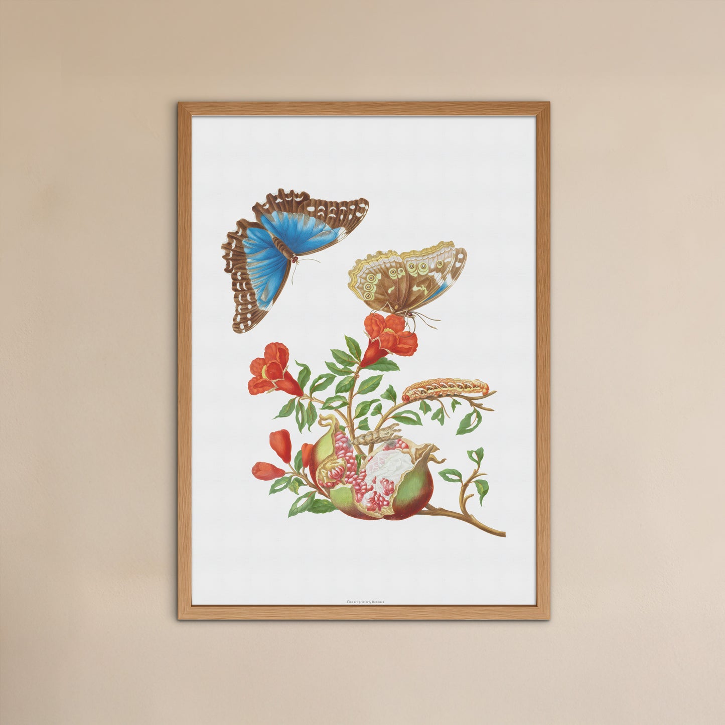 Vintage Pomegranate & Blue Morpho Butterfly Poster - Maria Sibylla Merian Art