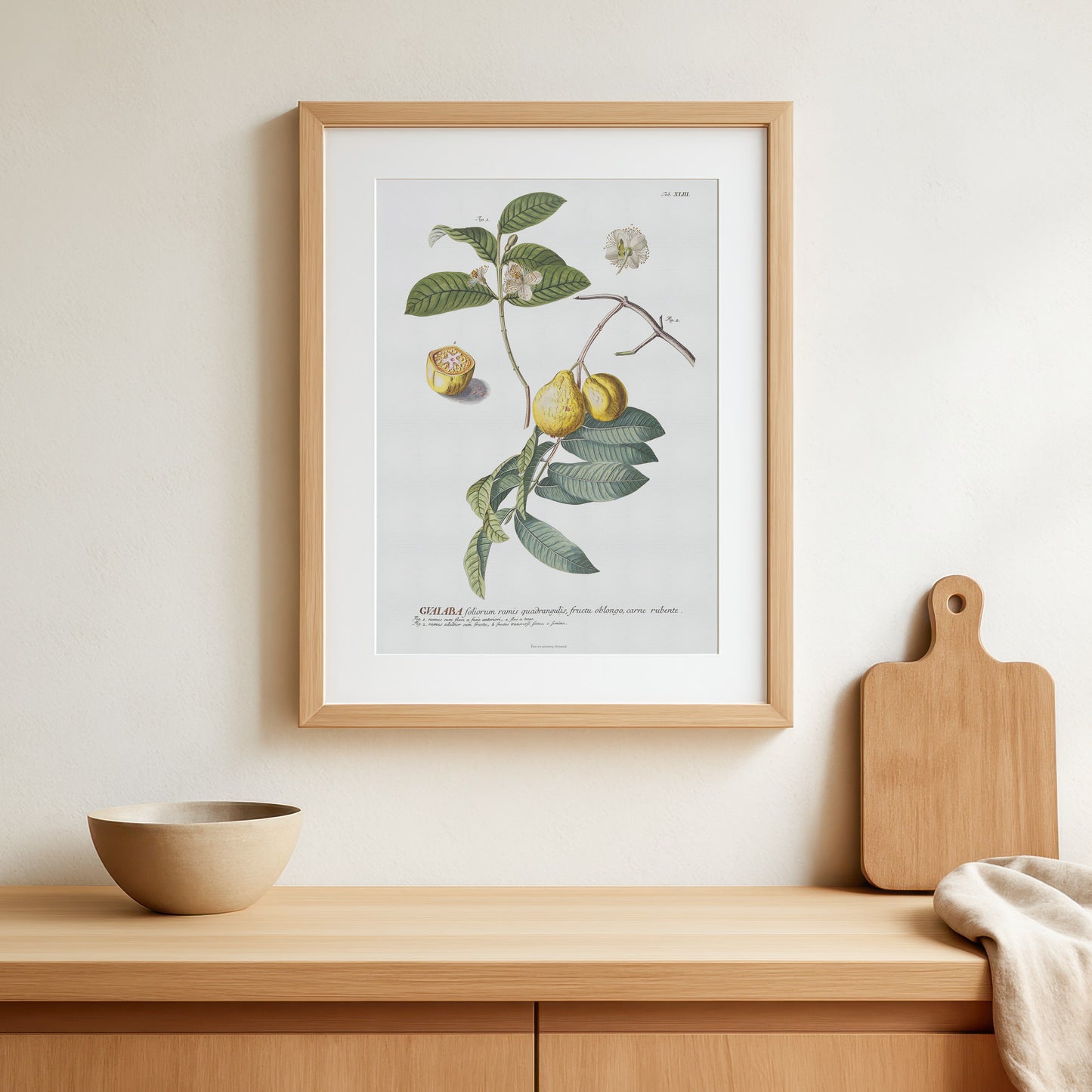 Psidium guajava - Guava - Botanical Print from Plantae Selectae (1756)