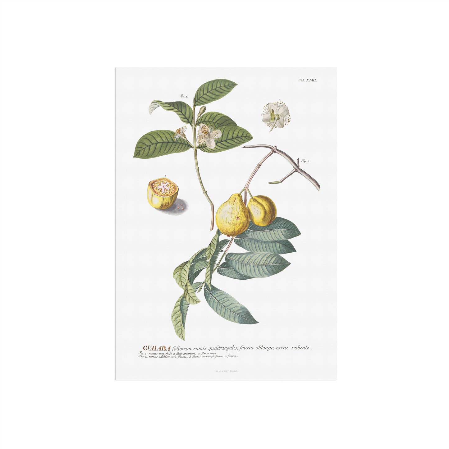 Psidium guajava - Guava - Botanical Print from Plantae Selectae (1756)
