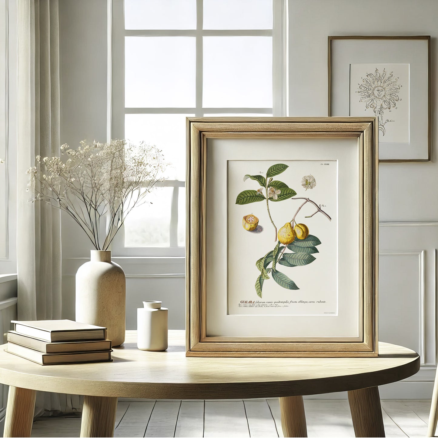 Psidium guajava - Guava - Botanical Print from Plantae Selectae (1756)