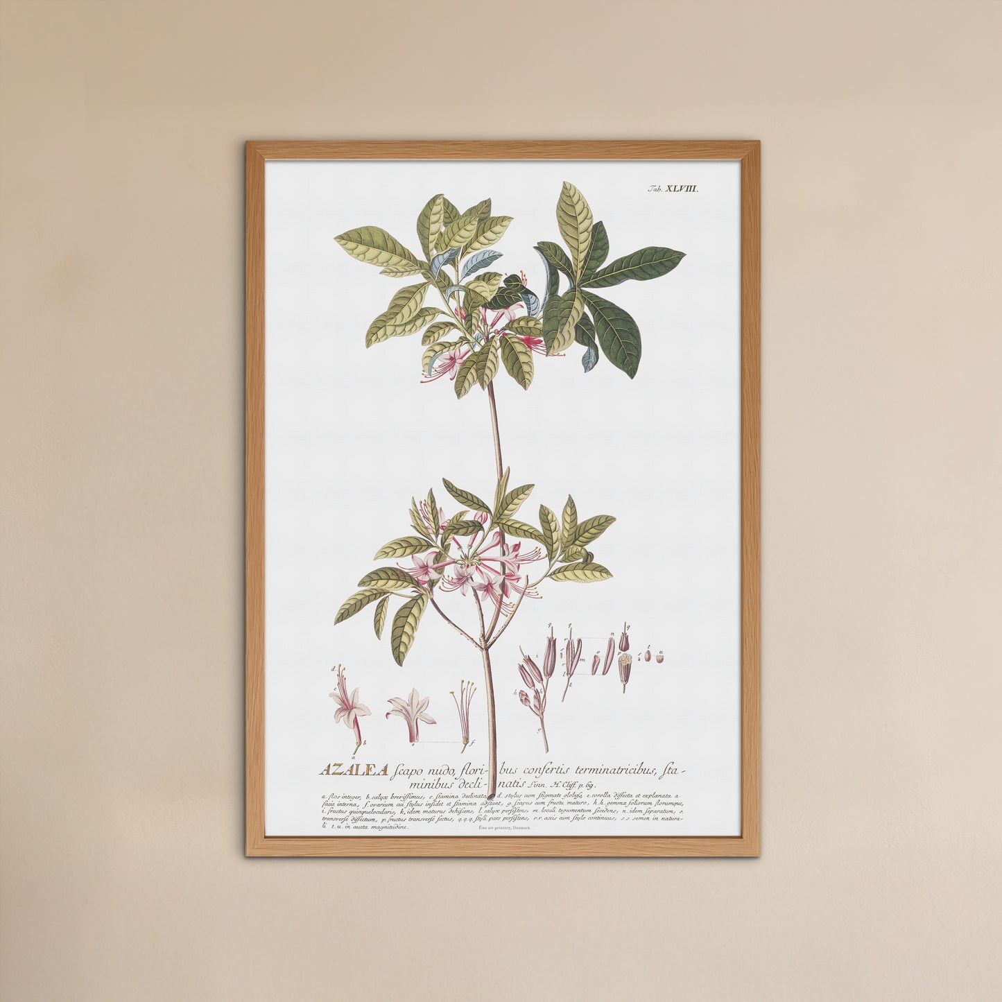 Rhododendron nudiflorum Botanical Print – Vintage 1756 Plantae Selectae Illustration