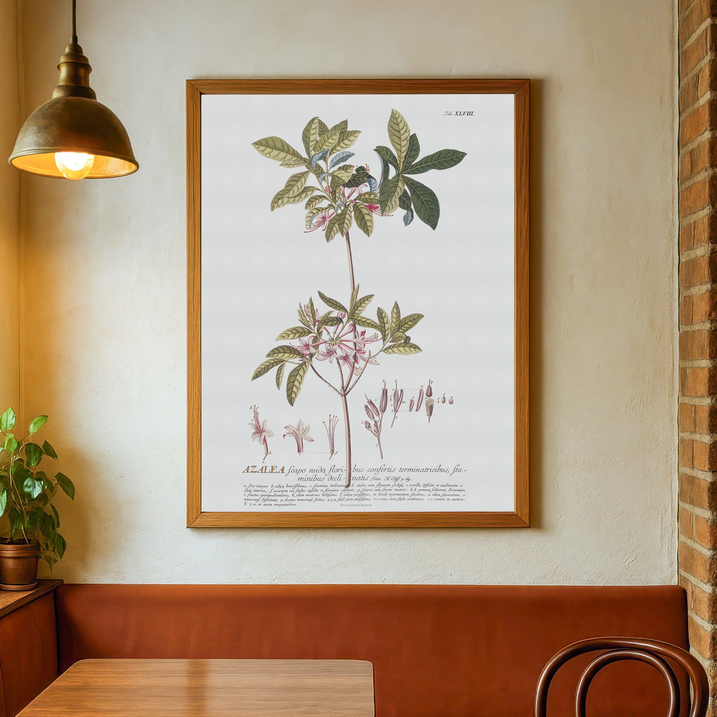 Rhododendron nudiflorum Botanical Print – Vintage 1756 Plantae Selectae Illustration