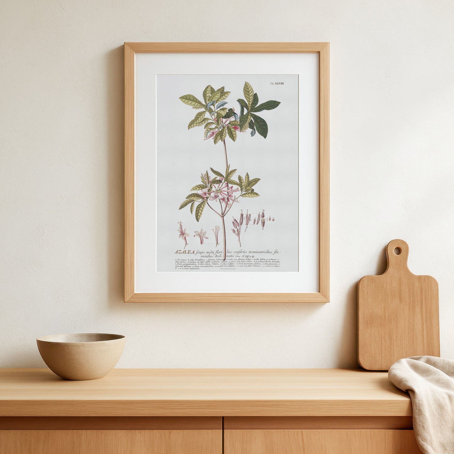 Rhododendron nudiflorum Botanical Print – Vintage 1756 Plantae Selectae Illustration