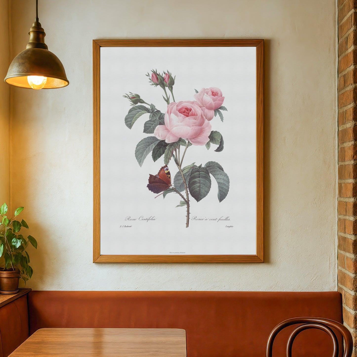 Vintage Rosa Centifolia & Butterfly Poster - Pierre-Joseph Redouté Botanical Print