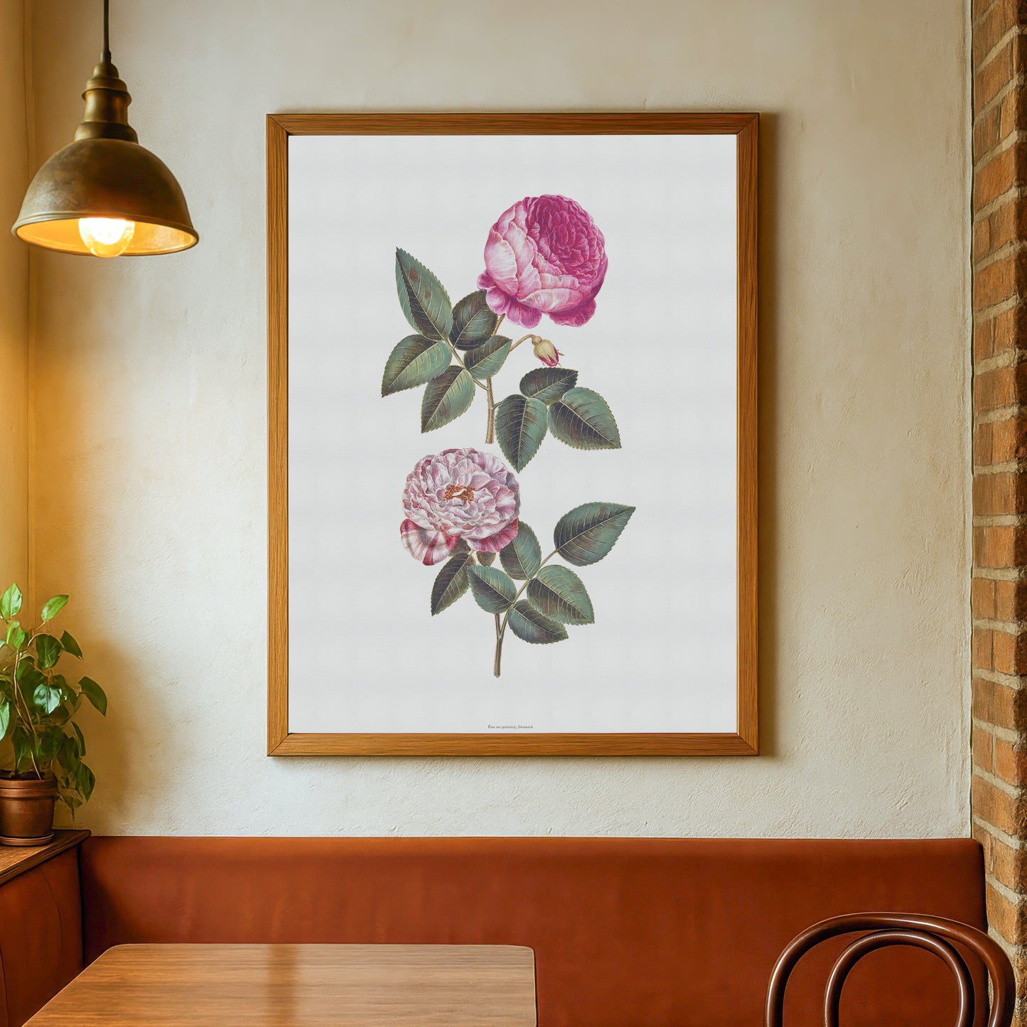 Vintage Rosa Mundi & Centifolia Rose Poster - 17th Century Botanical Print