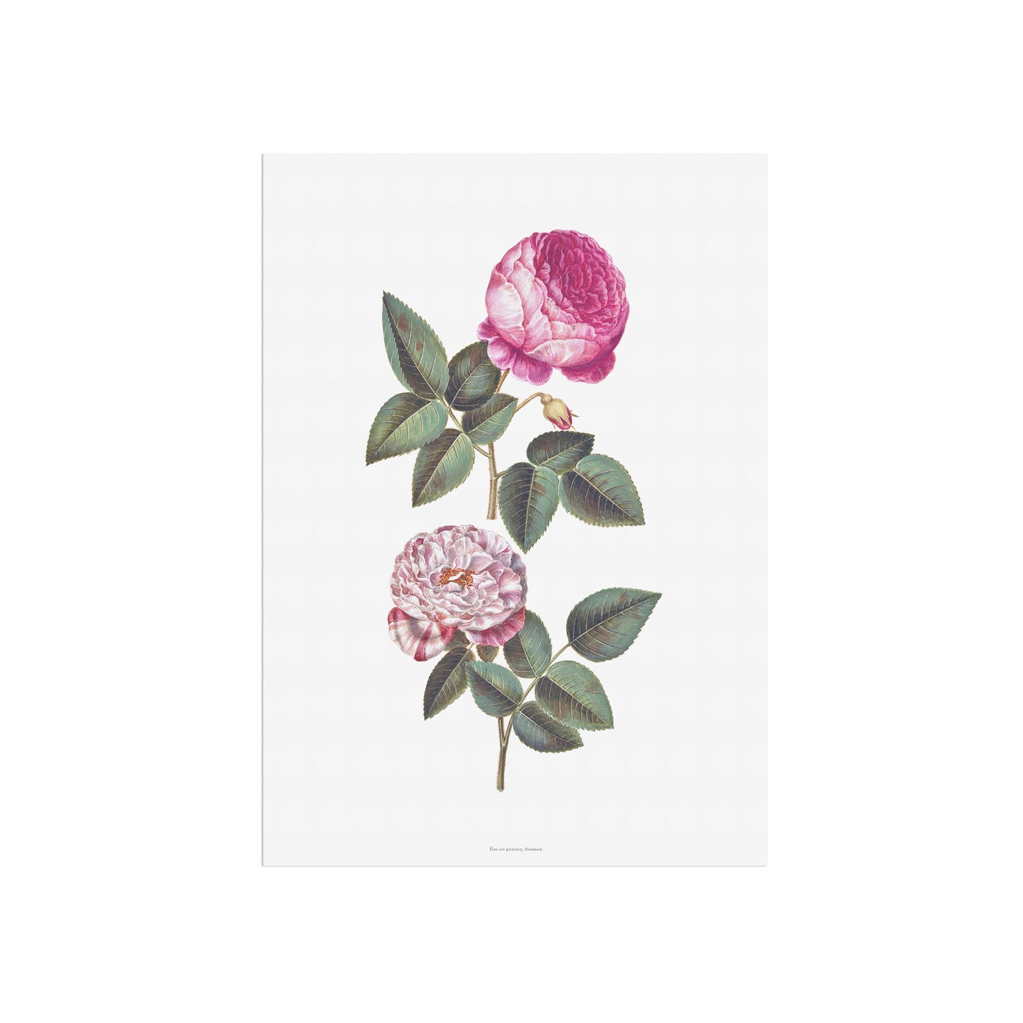 Vintage Rosa Mundi & Centifolia Rose Poster - 17th Century Botanical Print
