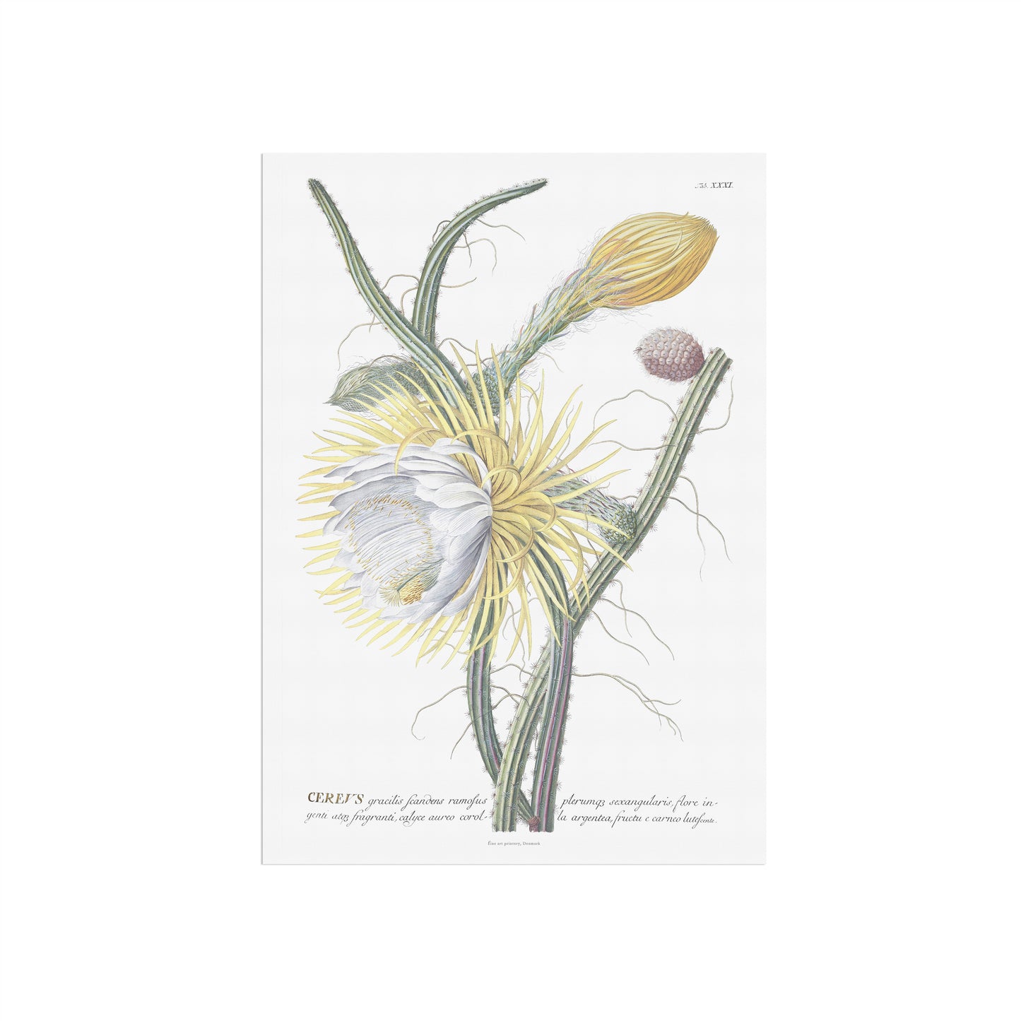 Vintage Queen of the Night Botanical Print – 1754 Plantae Selectae Illustration