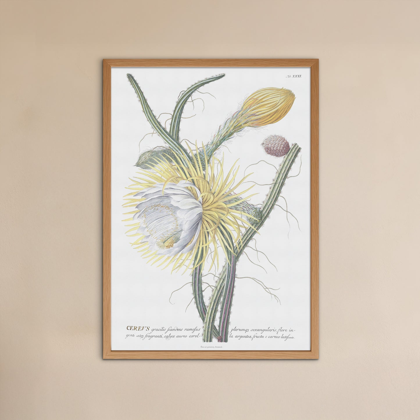 Vintage Queen of the Night Botanical Print – 1754 Plantae Selectae Illustration