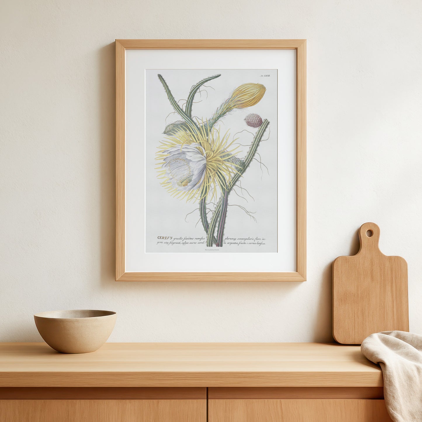 Vintage Queen of the Night Botanical Print – 1754 Plantae Selectae Illustration
