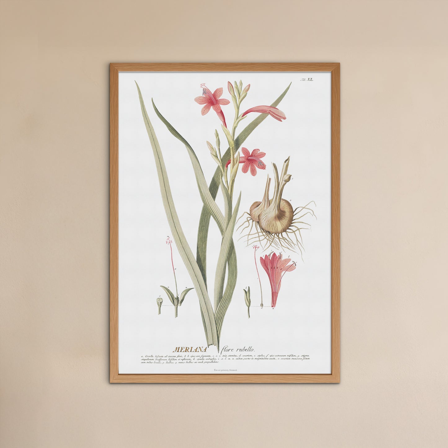 Vintage Watsonia meriana Botanical Print – 1754 Plantae Selectae Illustration