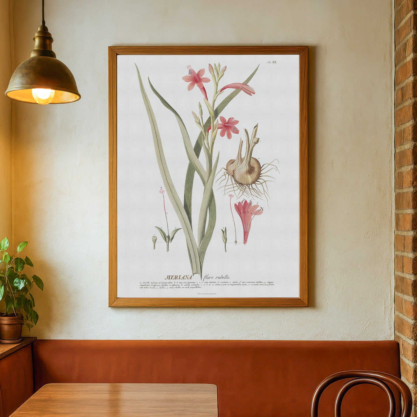 Vintage Watsonia meriana Botanical Print – 1754 Plantae Selectae Illustration