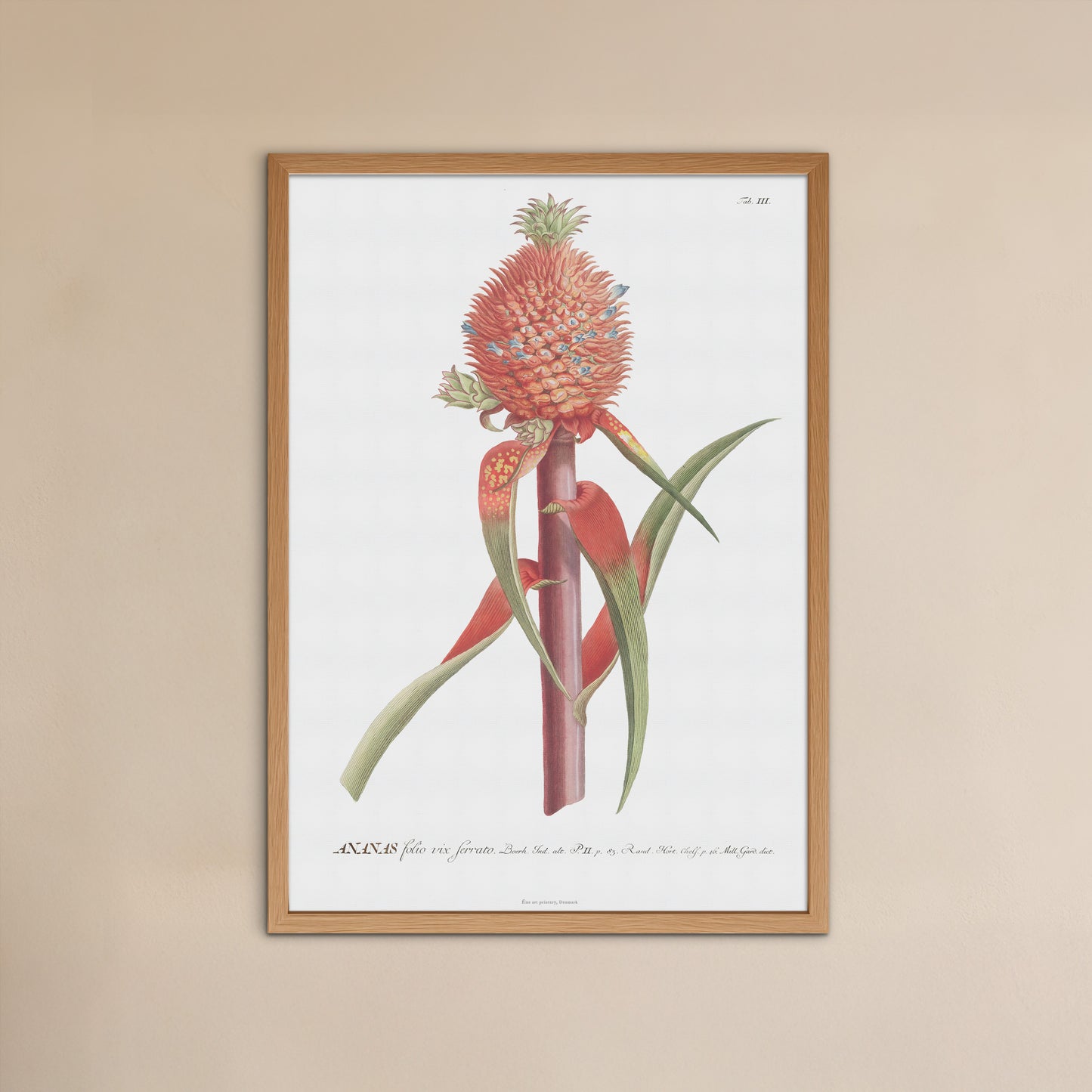 Vintage Red Pineapple Botanical Print – 1750 Plantae Selectae Illustration