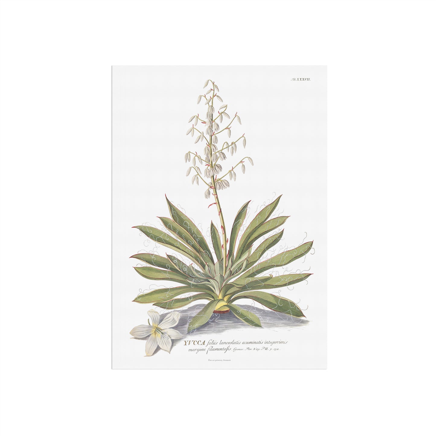 Vintage Adam's needle (Yucca) Botanical Print – 1754 Plantae Selectae Illustration