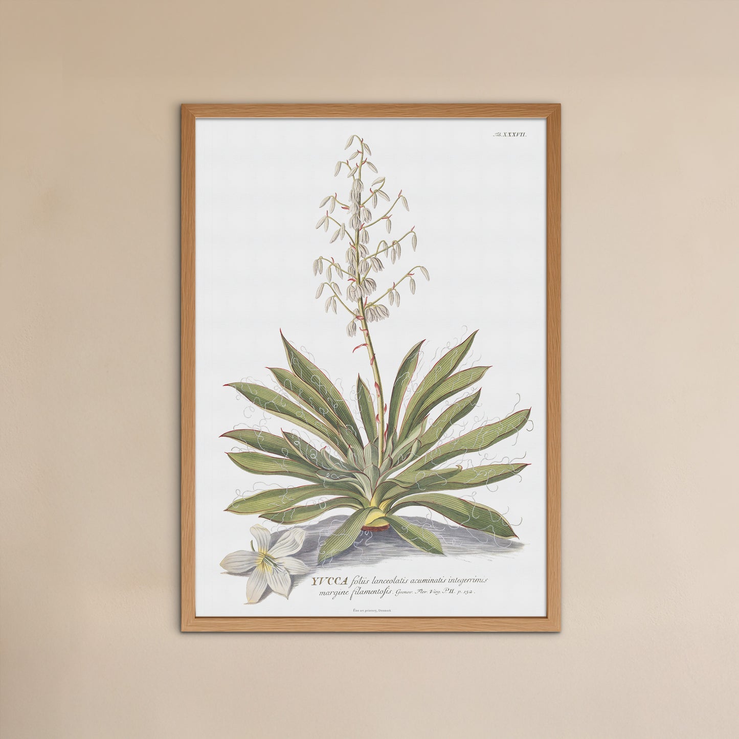 Vintage Adam's needle (Yucca) Botanical Print – 1754 Plantae Selectae Illustration