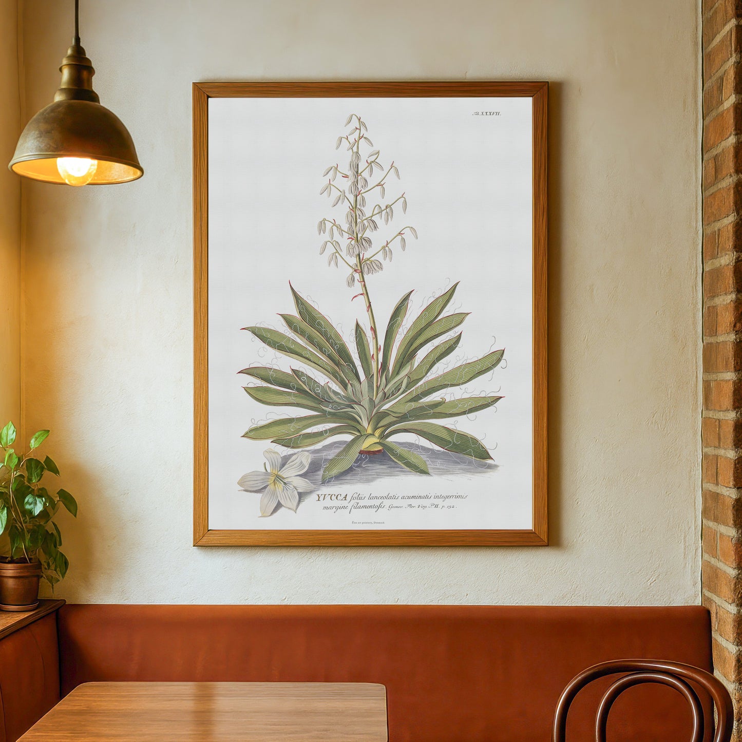 Vintage Adam's needle (Yucca) Botanical Print – 1754 Plantae Selectae Illustration