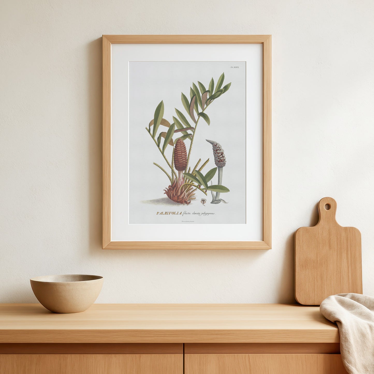 Vintage Zamia pumila Botanical Print – 1752 Plantae Selectae Illustration