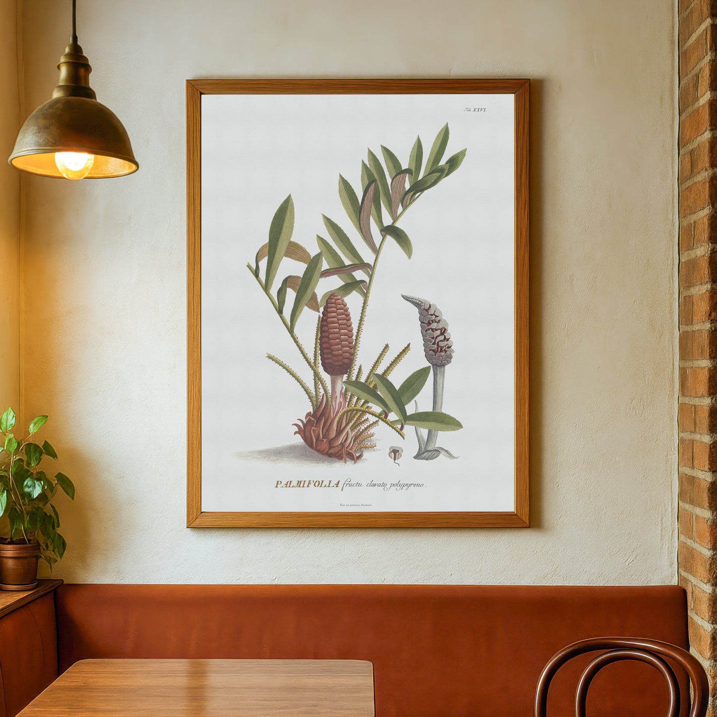 Vintage Zamia pumila Botanical Print – 1752 Plantae Selectae Illustration