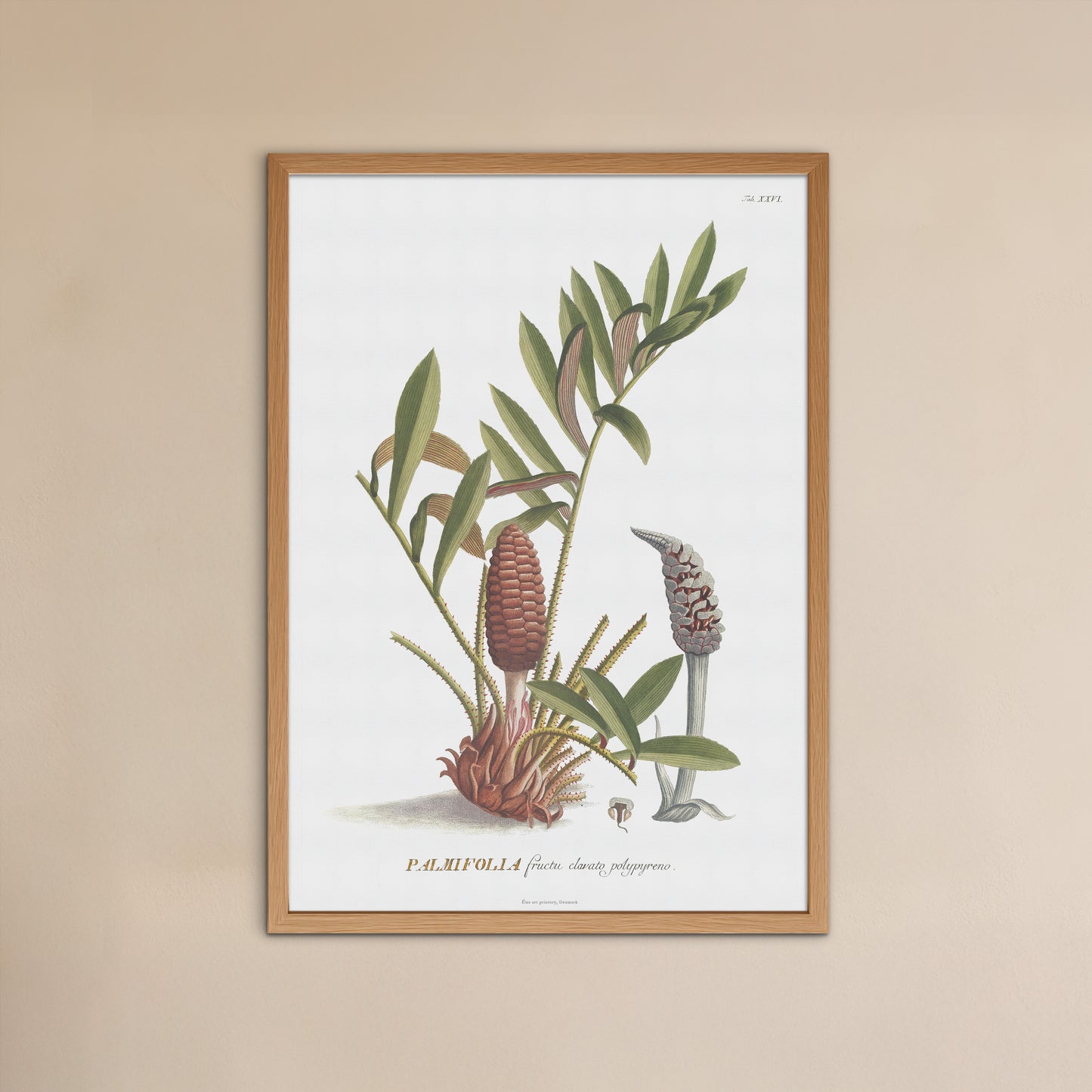 Vintage Zamia pumila Botanical Print – 1752 Plantae Selectae Illustration