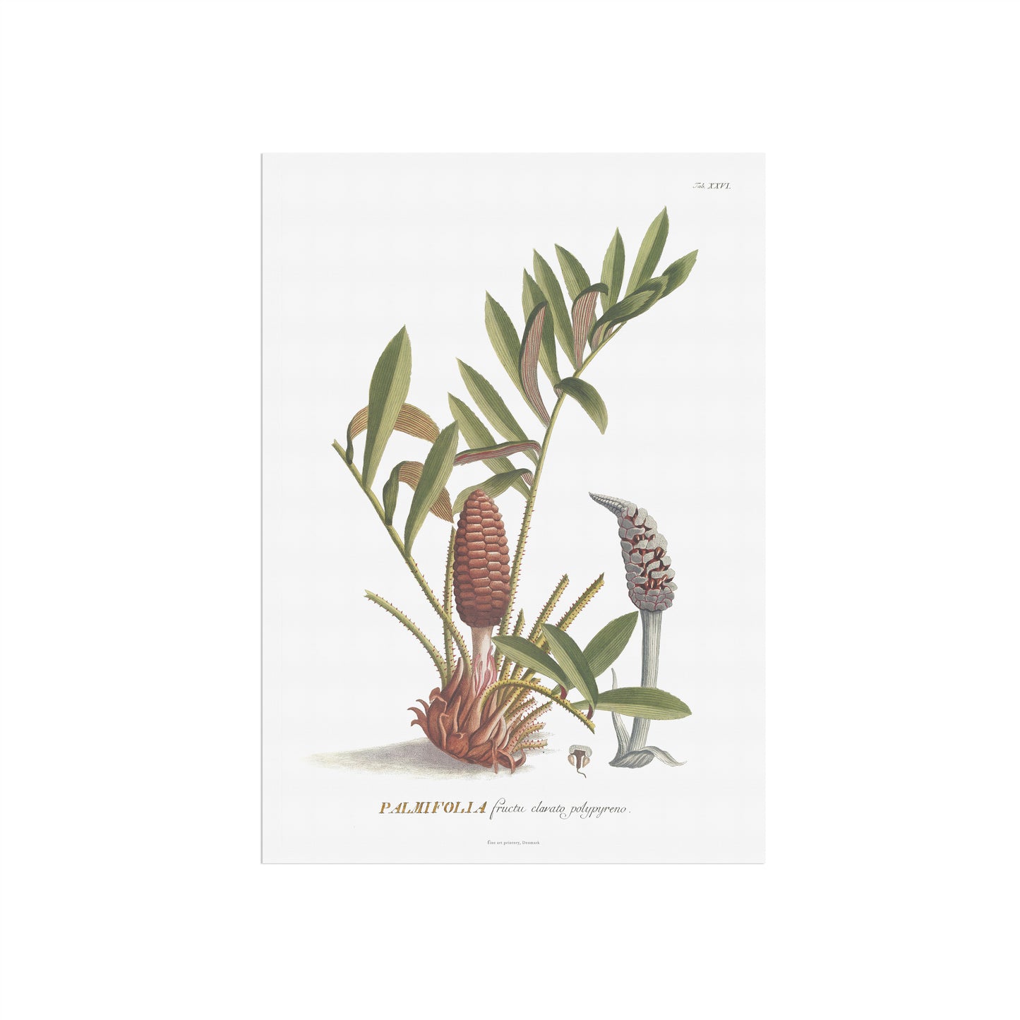Vintage Zamia pumila Botanical Print – 1752 Plantae Selectae Illustration