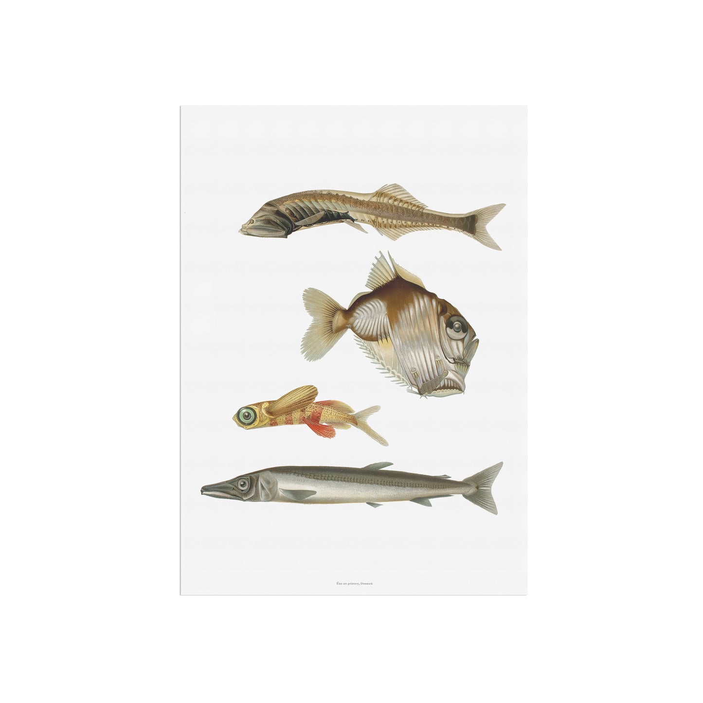 Vintage Deep-Sea Fish Poster - Curious Marine Life Art Print from 1911