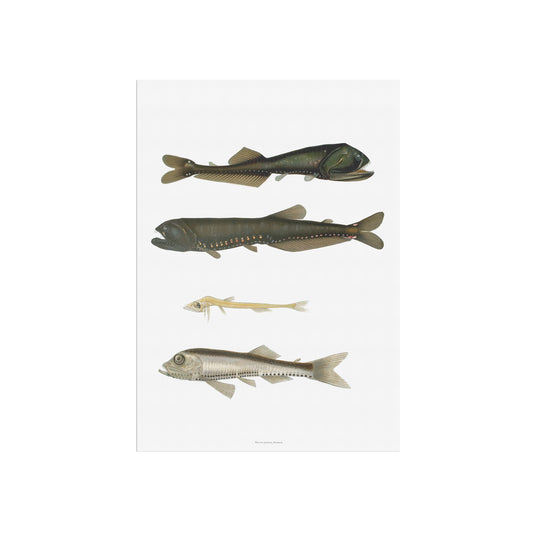 Vintage Luminous Fish Poster - Antique Deep-Sea Marine Art Print