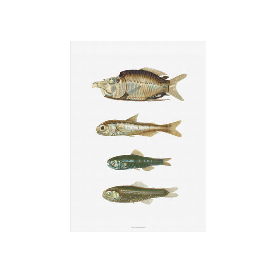 Vintage Deep-Sea Fish Poster - Lanternfish & Predators - Costal Cottagecore Wall Art