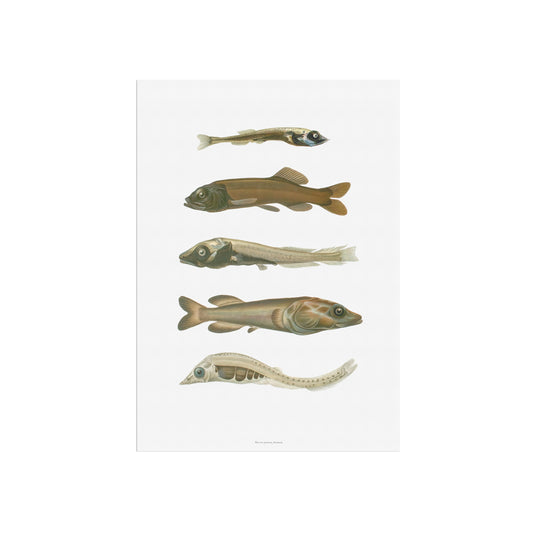 Vintage Deep-Sea Fish Poster - Smooth-Heads and Spookfish - Antique Marine Life Wall Art