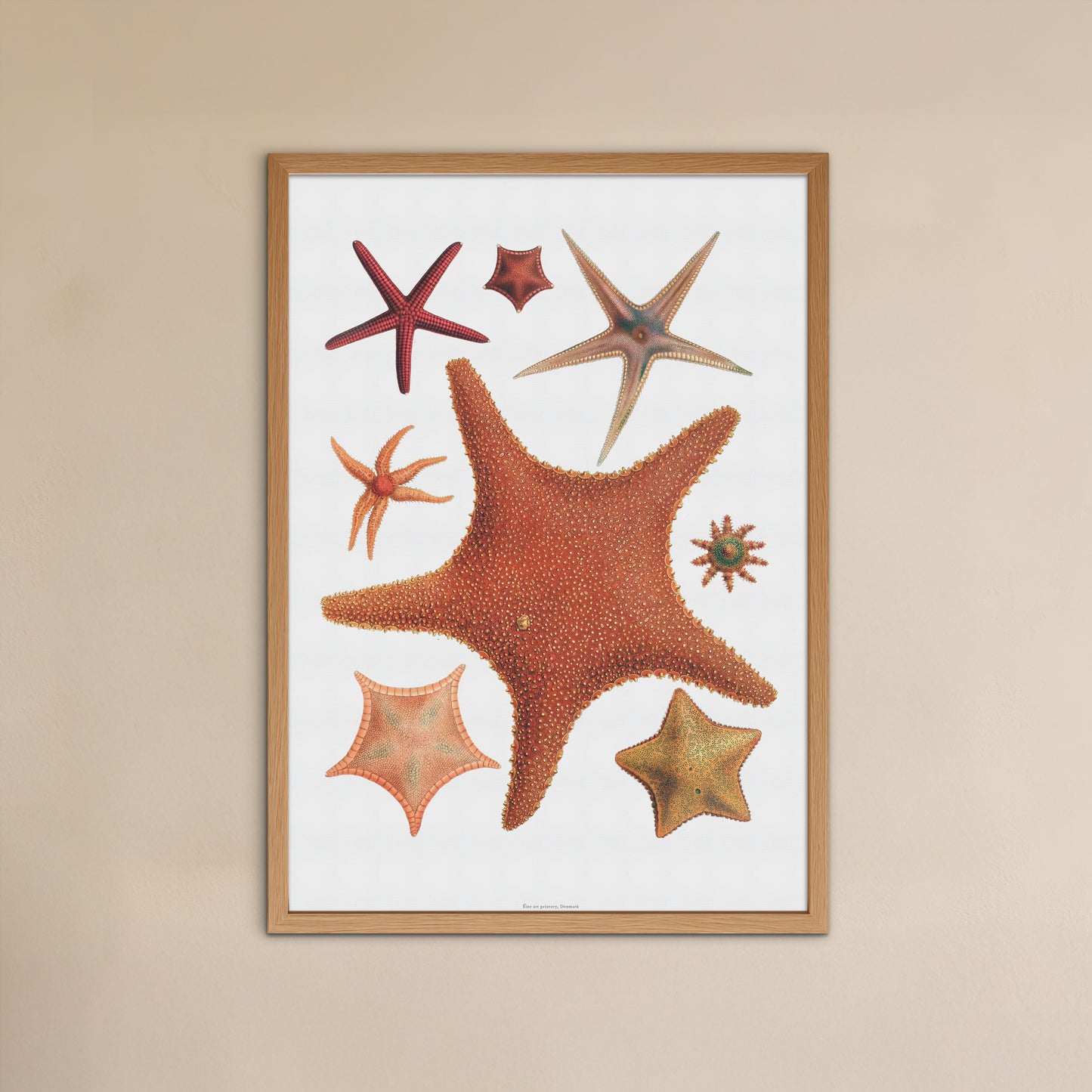 Historic Starfish Poster - A Timeless Piece for Marine & Decor Lovers