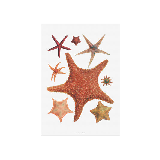 Historic Starfish Poster - A Timeless Piece for Marine & Decor Lovers