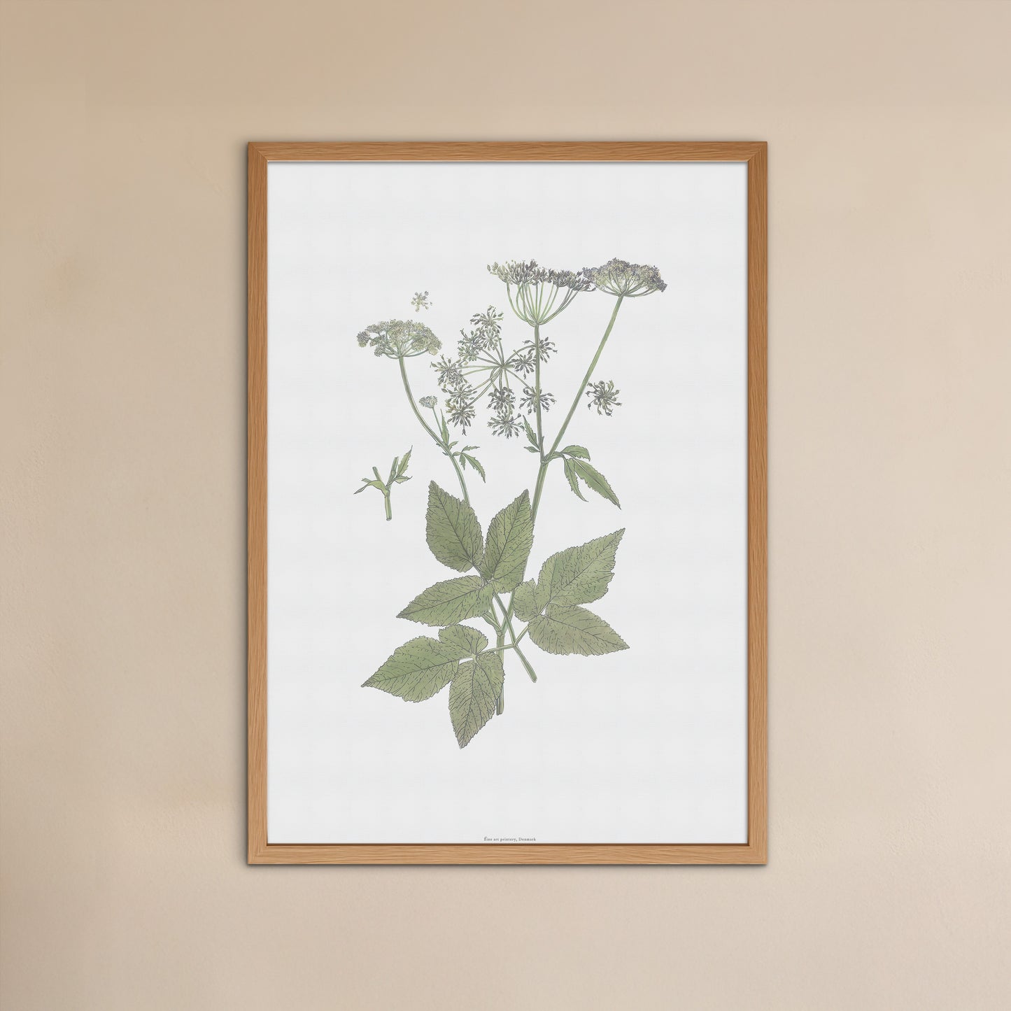 Vintage Goutweed Botanical Print - Aegopodium podagraria by H. Kuipers
