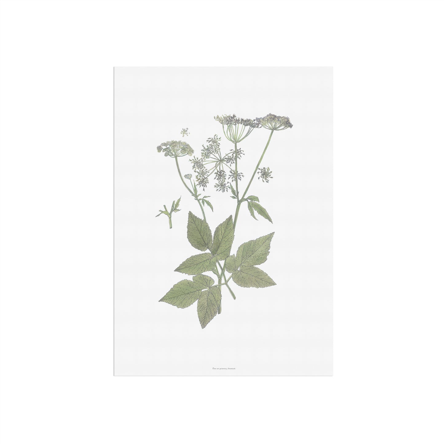 Vintage Goutweed Botanical Print - Aegopodium podagraria by H. Kuipers