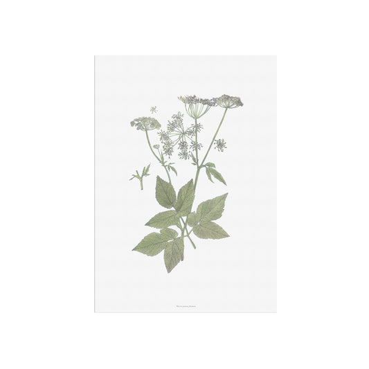 Vintage Goutweed Botanical Print - Aegopodium podagraria by H. Kuipers