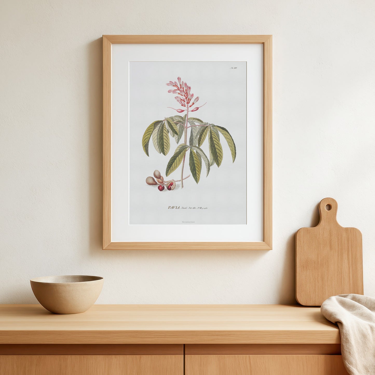 Vintage Red Buckeye Botanical Print – 1751 Plantae Selectae Illustration