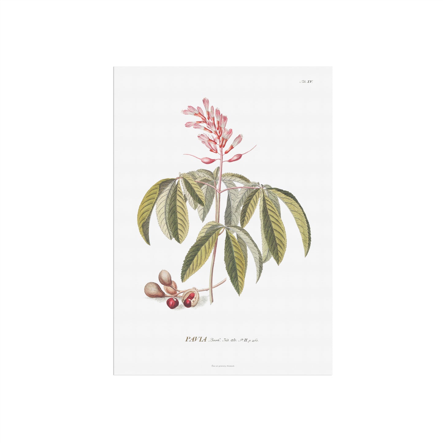 Vintage Red Buckeye Botanical Print – 1751 Plantae Selectae Illustration