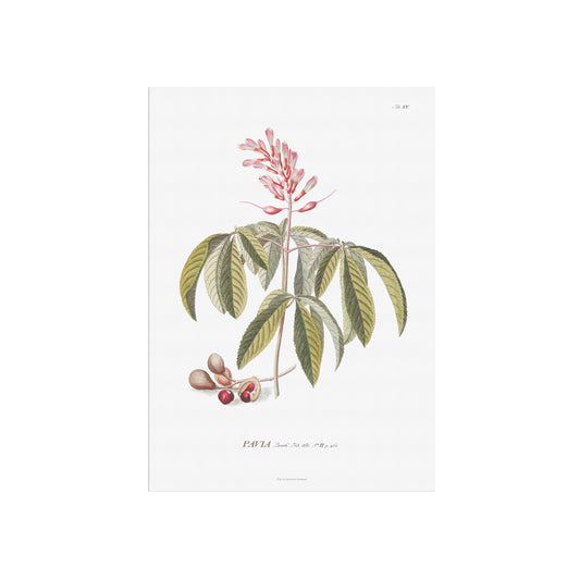 Vintage Red Buckeye Botanical Print – 1751 Plantae Selectae Illustration