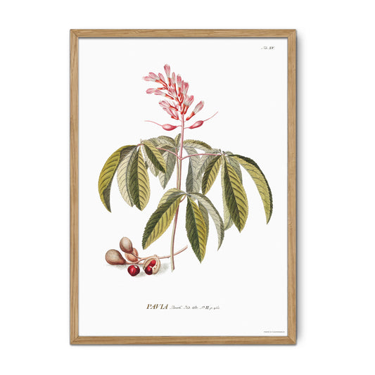 Vintage Red Buckeye Botanical Print – 1751 Plantae Selectae Illustration