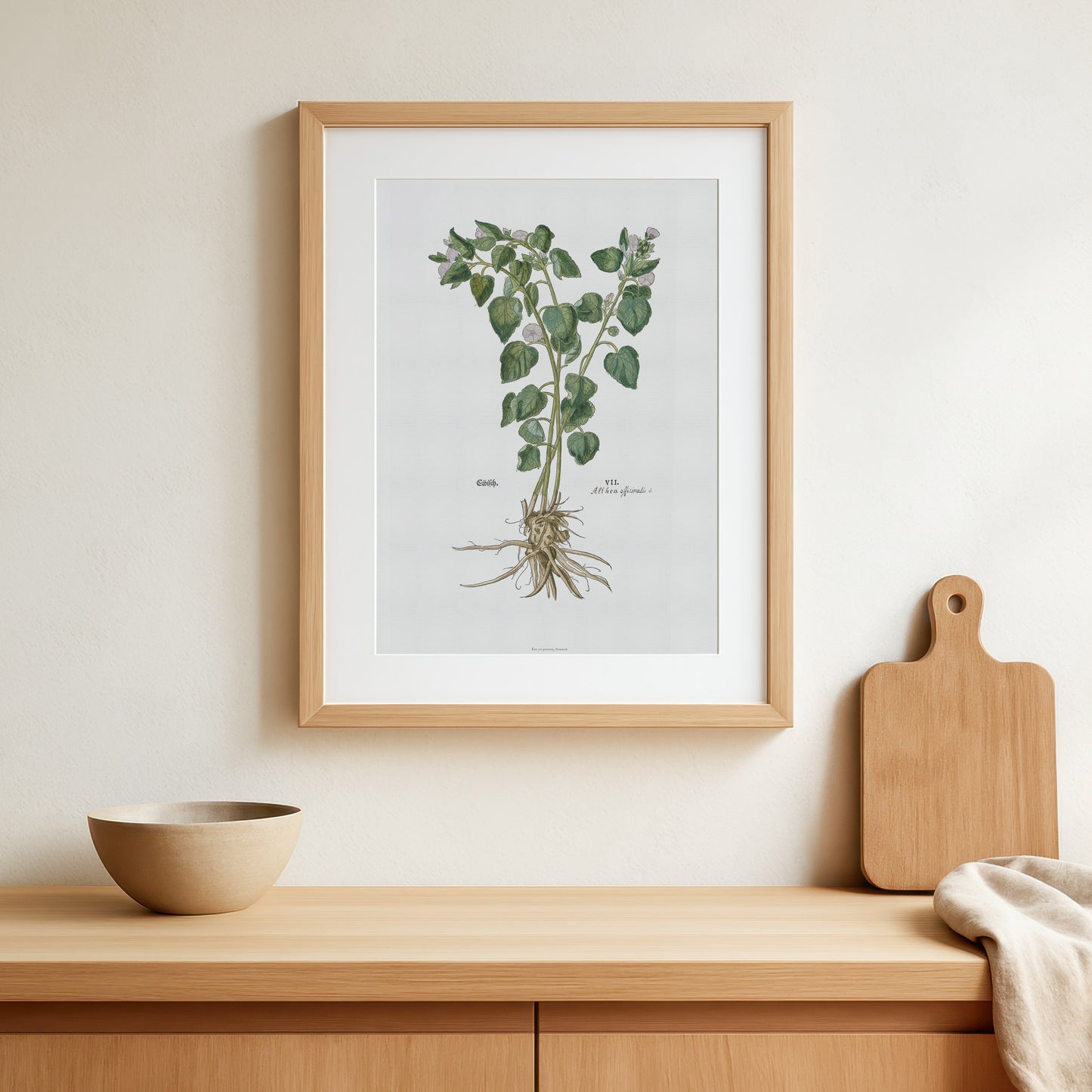 Marsh Mallow Botanical Poster - Althaea officinalis - Fuchs' New Kreüterbuch Print
